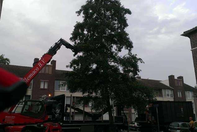 Noorbeek boom kappen stronk verwijderen